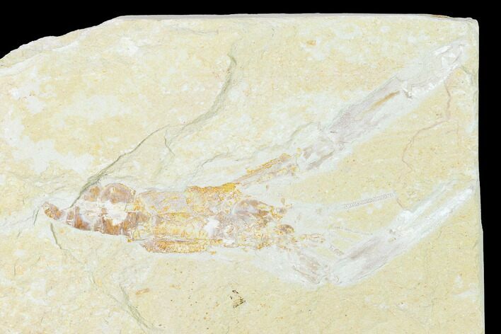 Cretaceous Lobster (Pseudostacus) Fossil - Lebanon #146930